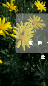 信用卡逾期還款會有什么后果嗎(信用卡逾期還款會有什么后果嗎怎么辦)