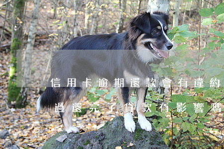 信用卡逾期還款會有違約金嗎(我信用卡逾期過還完了貸款有影響嗎)