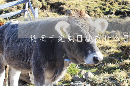信用卡逾期還款有什么費用