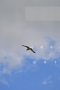 信用卡逾期還款有記錄但又銷卡(逾期后注銷信用卡后果嚴重)