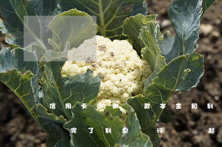 信用卡逾期還款本金和利息(信用卡逾期本金還完了利息銀行還會起訴嗎)