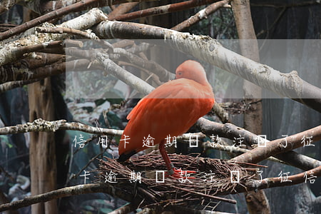 信用卡逾期還款注銷了征信上還有嗎-信用卡逾期還款注銷了征信上還有嗎會(huì)顯示嗎