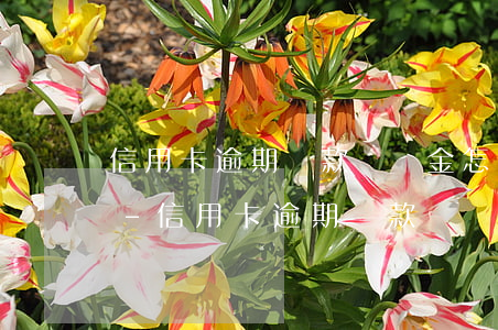 信用卡逾期還款滯納金怎么收費(fèi)-信用卡逾期還款滯納金怎么收費(fèi)的