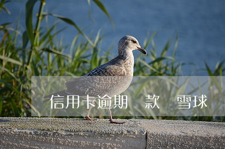 信用卡逾期還款滾雪球