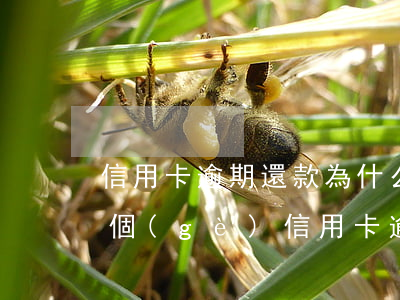 信用卡逾期還款為什么都找第三方 征信有三個(gè)信用卡逾期