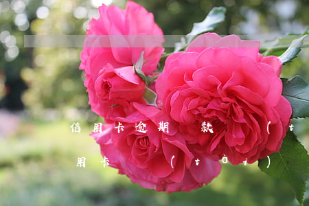 信用卡逾期還款狀態(tài)不正常(還信用卡狀態(tài)異常)