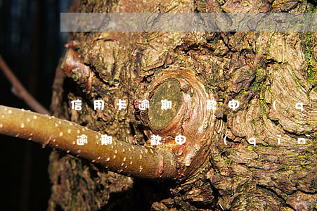 信用卡逾期還款申請(qǐng)書(信用卡逾期還款申請(qǐng)書)
