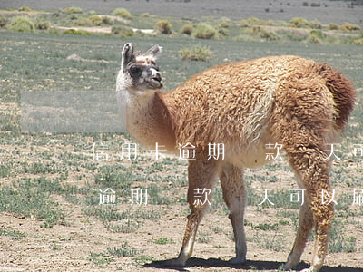 信用卡逾期還款當天可以刷出來嗎-信用卡逾期還款當天可以刷出來嗎安全嗎