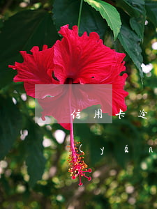信用卡逾期還款痛苦嗎(信用卡逾期不還最嚴(yán)重的后果是什么)
