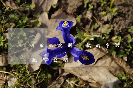 信用卡逾期還款的年限-在信用卡寬限期還款算逾期嗎