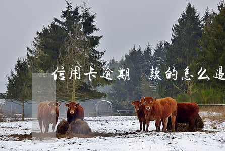信用卡逾期還款的怎么退回