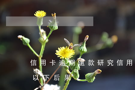 信用卡逾期還款研究(信用卡逾期還款將面臨以下后果)