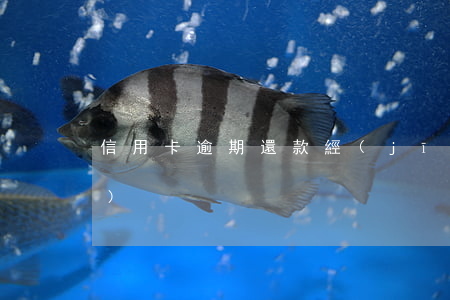 信用卡逾期還款經(jīng)驗(yàn)