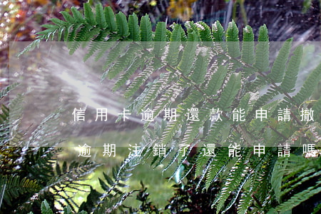 信用卡逾期還款能申請撤銷嗎(之前的信用卡逾期注銷了還能申請嗎)