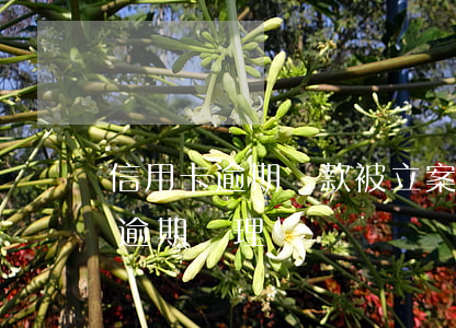信用卡逾期還款被立案怎么辦(最新的信用卡逾期處理)