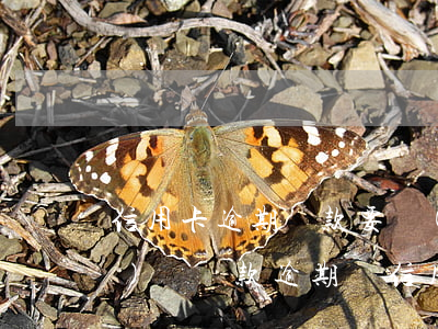 信用卡逾期還款要擔(dān)刑責(zé)嗎(貸款逾期與信用卡逾期的后果是什么)