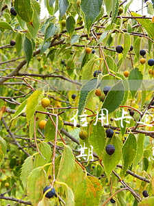 信用卡逾期還款記錄怎么消除6(有信用卡逾期記錄怎么消除)