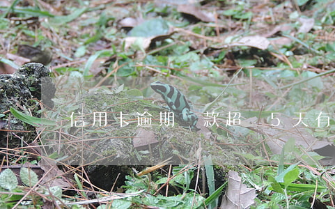 信用卡逾期還款超過5天有影響嗎