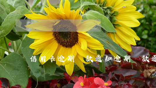 信用卡逾期還款通知(逾期還款通知書)
