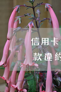 信用卡逾期還款違約金怎么還 信用卡逾期還款違約金怎么還款