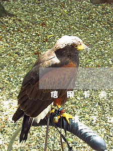 信用卡逾期還款還能貸款(信用卡嚴重逾期后還清了以后還能不能貸款)