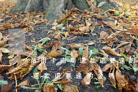 信用卡逾期還款還要違約金嗎嗎（信用卡逾期還款還要違約金嗎）