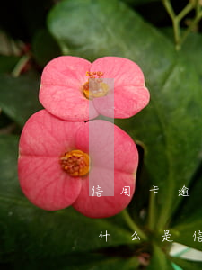 信用卡逾期還款銀行有義務(wù)通知嗎(什么是信用卡逾期還款)