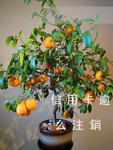 信用卡逾期還清之后注銷嗎(還清了信用卡怎么注銷)