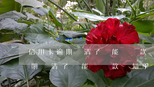 信用卡逾期還清了還能辦貸款嗎-信用卡逾期還清了還能辦貸款嗎知乎