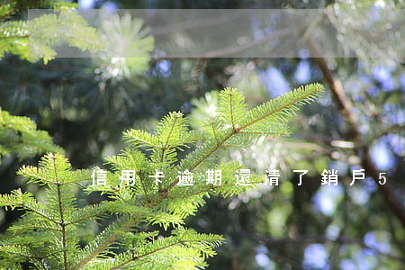 信用卡逾期還清了銷戶5年后會清除嗎