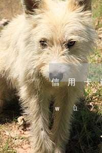 信用卡逾期還清公務(wù)員政審(公務(wù)員政審會查信用卡負債嗎)
