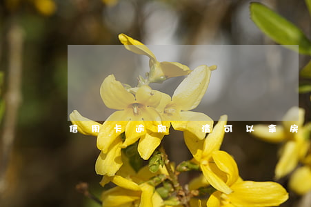 信用卡逾期還清可以拿房產(chǎn)證嗎