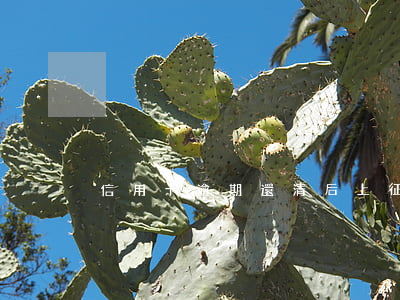 信用卡逾期還清后上征信怎么消除