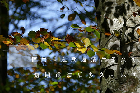 信用卡逾期還清后多久可以再申請-信用卡逾期還清后多久可以再申請貸款
