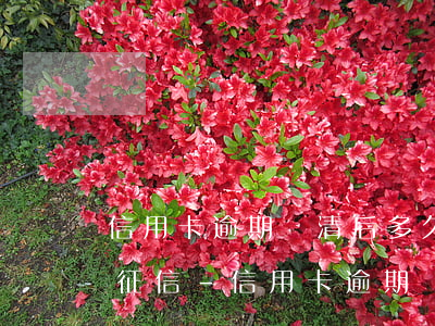 信用卡逾期還清后多久能撤銷(xiāo)征信-信用卡逾期還清后多久能撤銷(xiāo)征信記錄