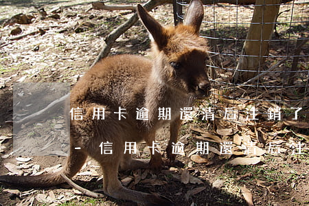 信用卡逾期還清后注銷了后面還能不能辦理-信用卡逾期還清后注銷了后面還能不能辦理了