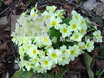 信用卡逾期還清后能注銷 還有欠款的信用卡可以注銷嗎