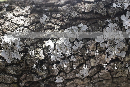 信用卡逾期還清后貸款買(mǎi)房(以前有信用卡逾期還可以貸款買(mǎi)房嗎)