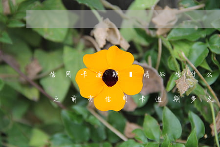 信用卡逾期還清征信什么時候恢復(fù)(之前有信用卡逾期多久可以恢復(fù)征信)