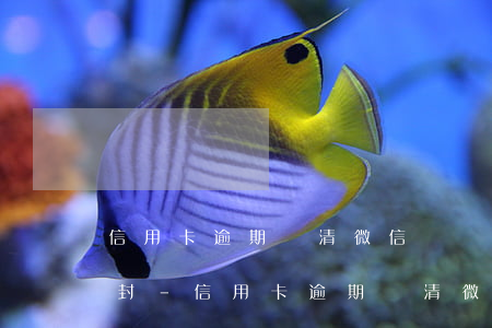 信用卡逾期還清微信凍結(jié)多久解封-信用卡逾期還清微信凍結(jié)多久解封啊