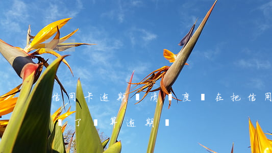 信用卡逾期還清額度還在(把信用卡最低還款還了還算逾期嗎)