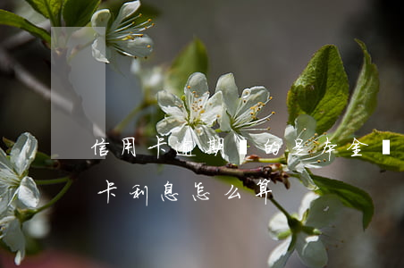 信用卡逾期還的是本金還是利息(逾期還信用卡利息怎么算)