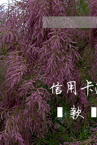 信用卡逾期還能下的貸款(信用卡逾期還可以貸款嗎)