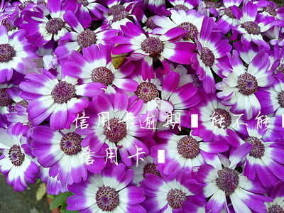 信用卡逾期還能不能辦(信用逾期的還可以辦信用卡嗎?)