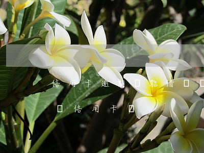 信用卡逾期還能借網貸麼(網貸有逾期還能申請信用卡嗎)