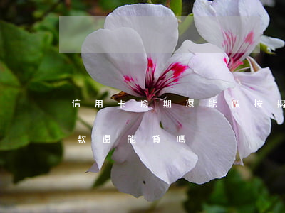信用卡逾期還能做按揭嗎(信用卡逾期銀行貸款還能貸嗎)