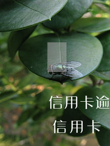 信用卡逾期還能再次辦理嗎(逾期兩次還能辦信用卡嗎)