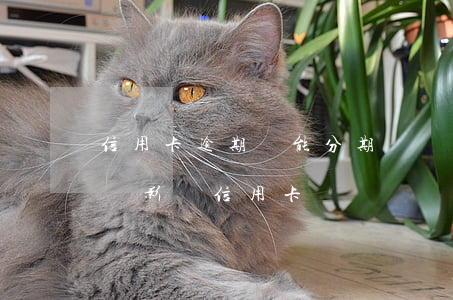 信用卡逾期還能分期嗎(來分期一直逾期會不會影響信用卡)