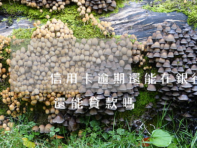 信用卡逾期還能在銀行貸款嗎 有信用卡逾期還能貸款嗎