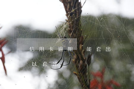 信用卡逾期還能套出來嗎(逾期很久了還了可以套出來嗎)